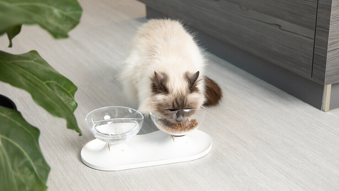 The Best Cat Food What You Need to Know Purina